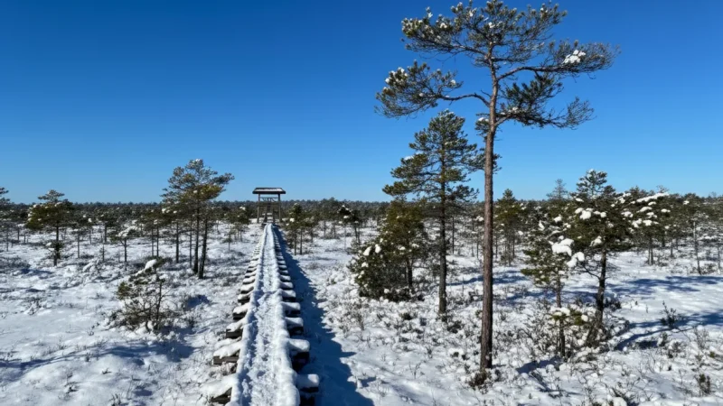 Männikjärve Bog(4)