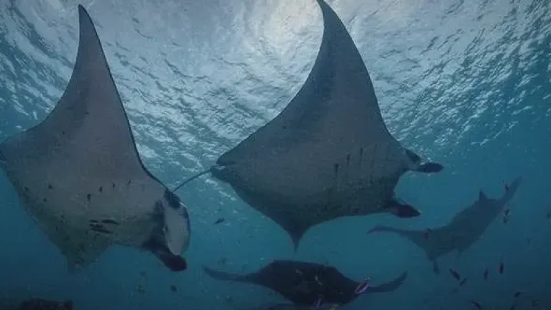 Manta Point(6)