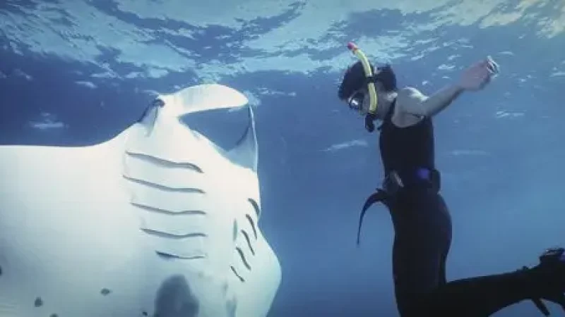 Manta Ray Watching Zone – Seasonal manta viewing(4)