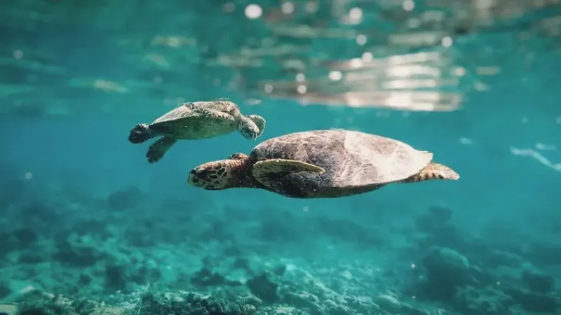 Manta & Turtle Snorkeling Zones(2)