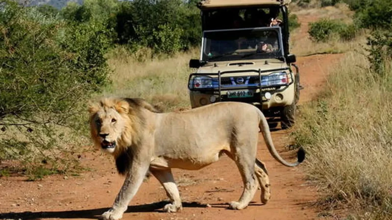 Manyane_Game_Reserve_тАУ_Bushveld_safari_area_03