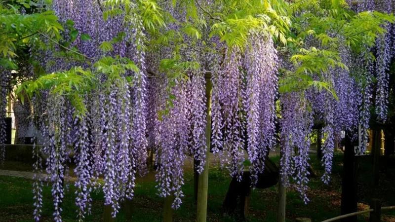 Manyo Botanical Garden(5)