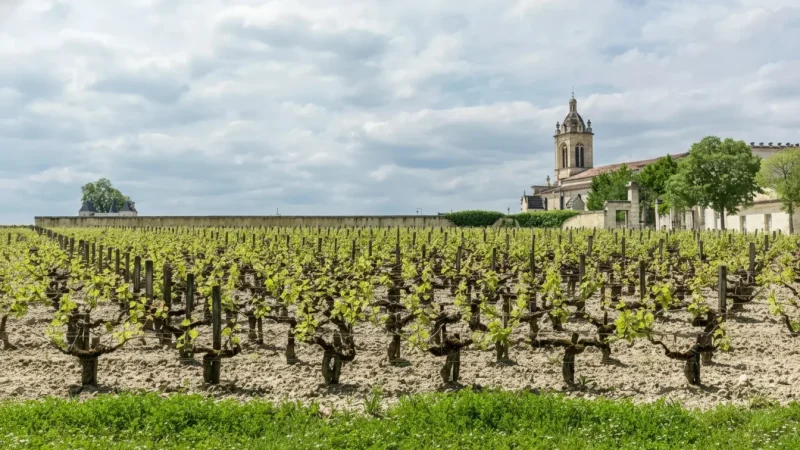 Margaux Vineyards(4)