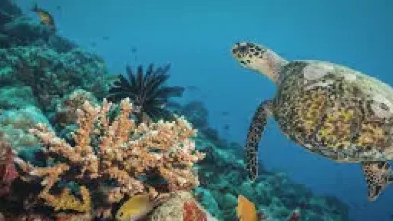 Marine Conservation Centre – Learn about turtle(1)
