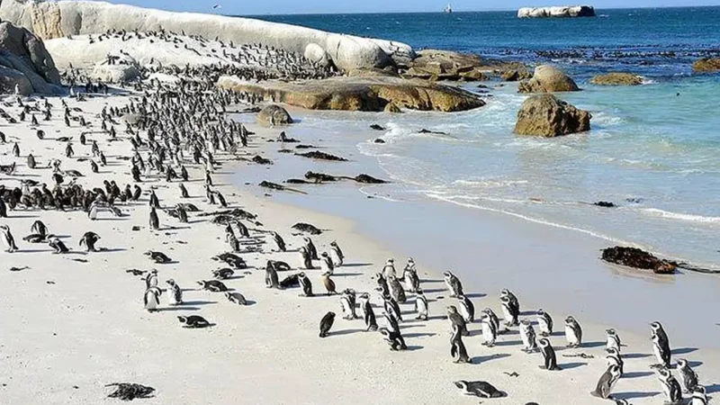 Marine_Protected_Area_тАУ_Preserved_coastal_ecosystem_03