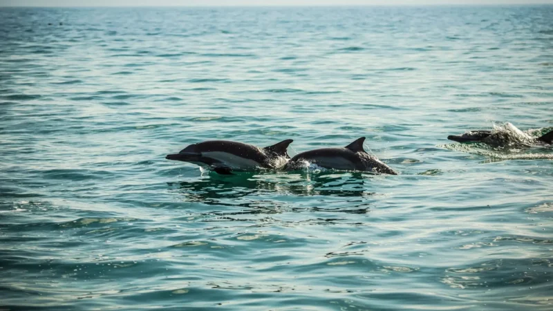 Marine_Wildlife_Zones_–_Occasional_dolphin_sightings__03