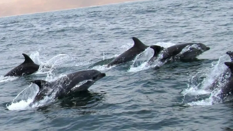 Marine_Wildlife_Zones_–_Occasional_dolphin_sightings__03