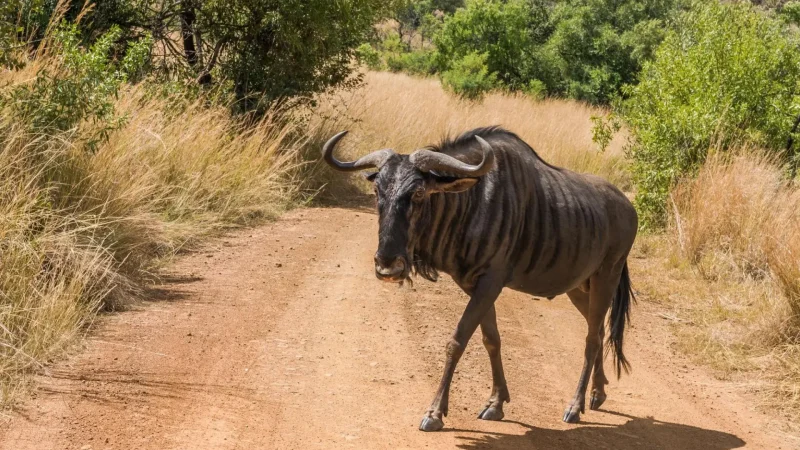 Mbombela_Nature_Reserve_тАУ_Wildlife_and_trails_02