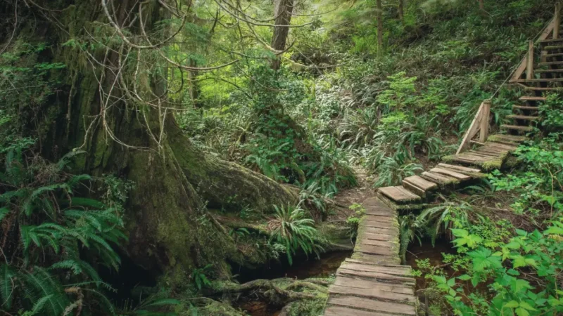 Meares Island – Old-growth forest(2)