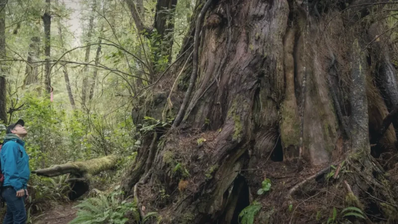 Meares Island – Old-growth forest(4)