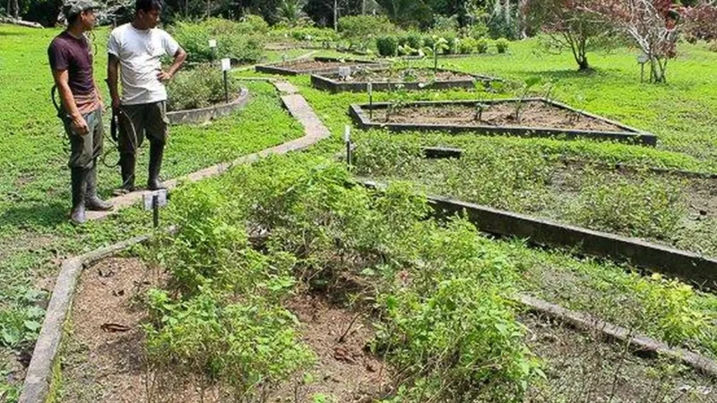 Medicinal_Plant_Gardens_–_Traditional_knowledge_areas__03