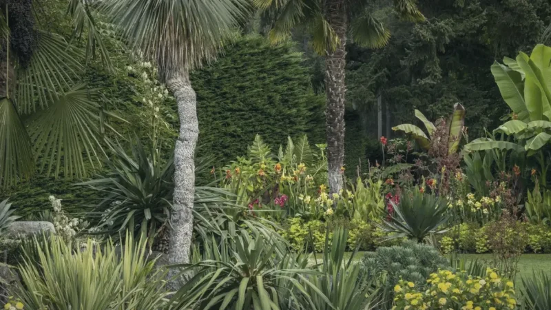 Mediterranean Garden – Dry Plants(4)