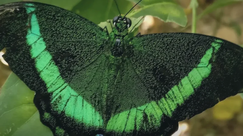 Melaka Butterfly and Reptile Sanctuary(5)