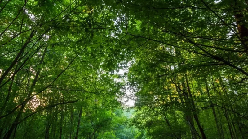 Meudon Forest – Nature trails and viewpoints(3)
