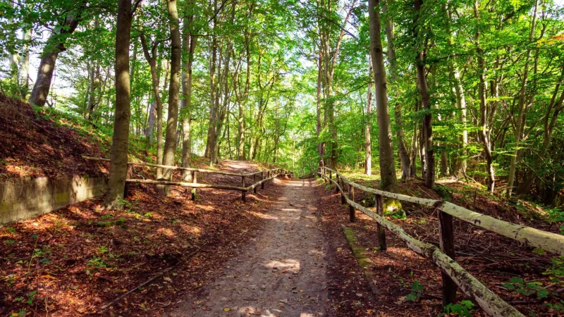 Międzyzdroje_Forest_Paths_03