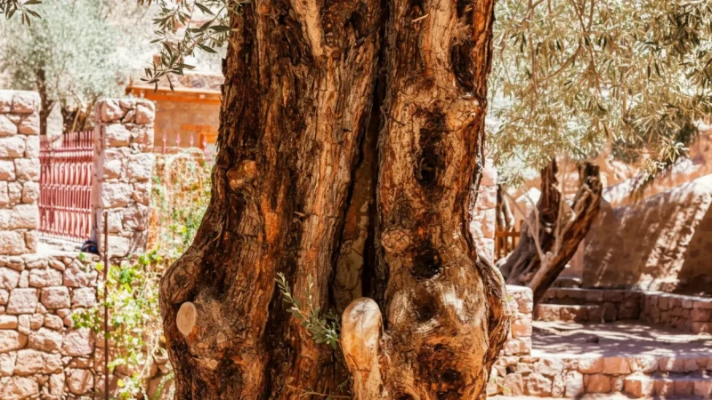 Monastery Garden – Peaceful Rest Area(5)