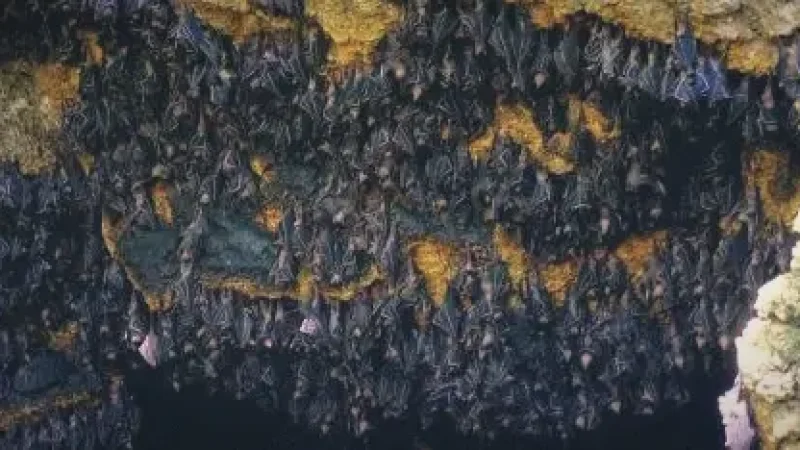 Monfort Bat Cave – Largest Bat Colony(5)