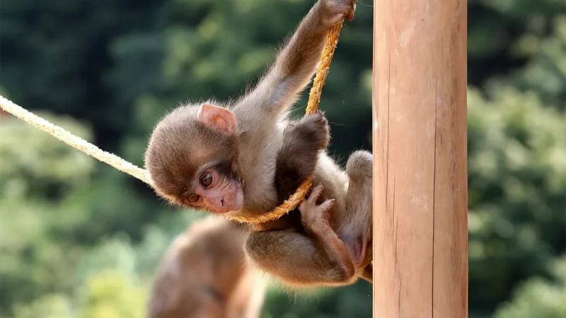 Monkey Park Iwatayama(5)