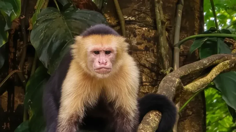 Monkey Park Sanctuary(4)