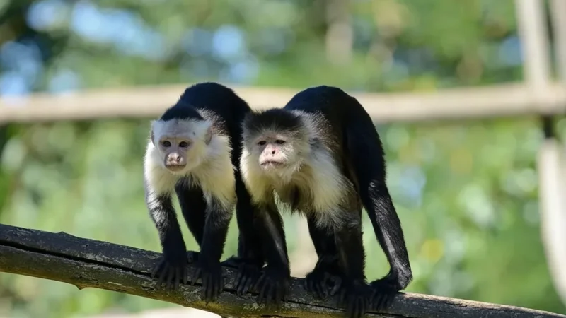 Monkey Valley – Wildlife park(3)