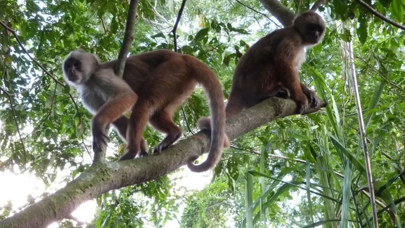 Monkey_Island_–_Wildlife_observation_area__03