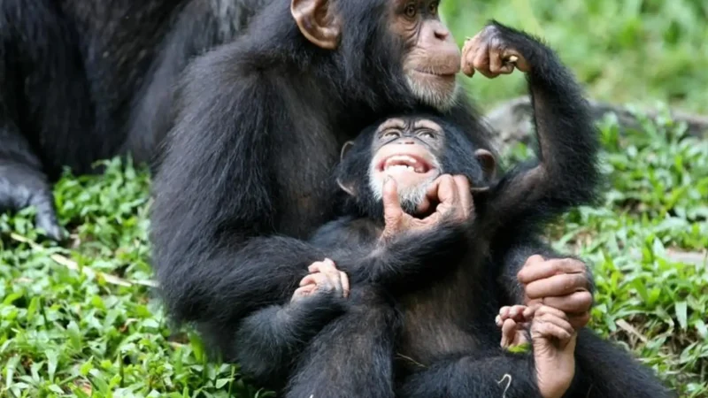 Monkey_Sanctuary_тАУ_Free-roaming_primates_02