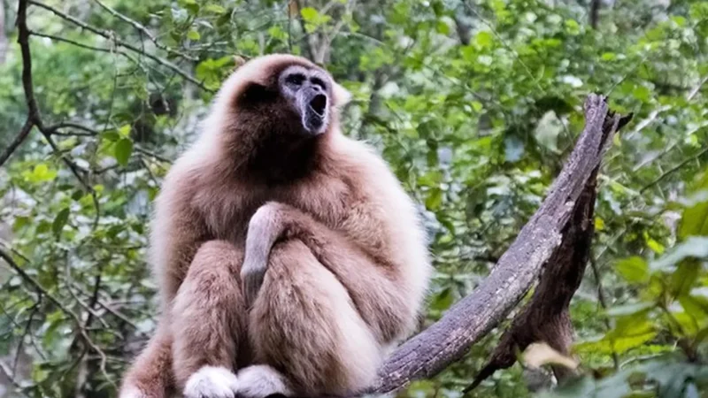 Monkeyland_тАУ_Primate_sanctuary_04