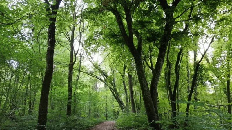 Montagne de Reims Regional Natural Park(1)