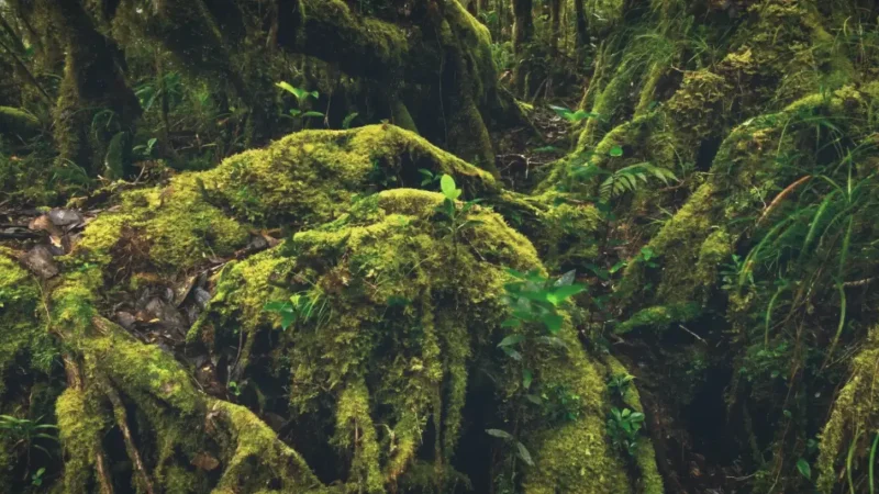 Mount Hamiguitan – Nature Reserve (Nearby)(3)