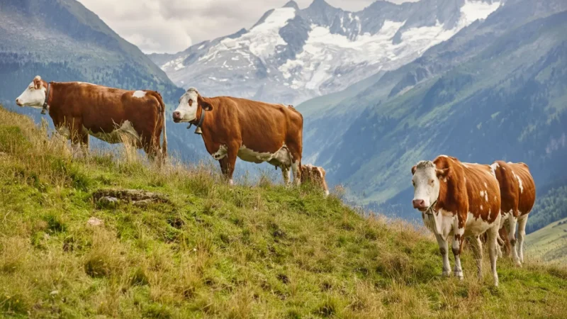Mountain Pastures – Traditional alpine farms(3)