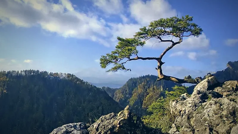 Mountain Viewpoints(1)