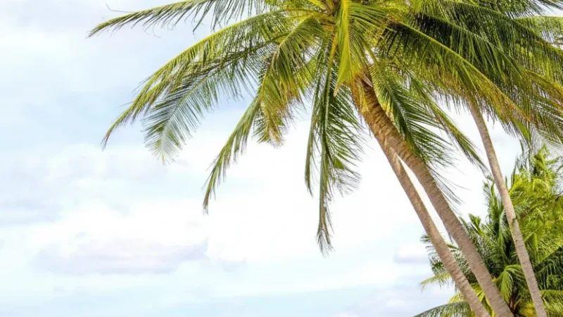 Mũi Né Beach – Calm waves and long sandy shoreline(3)