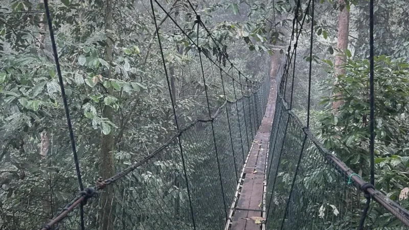 Mulu Canopy Skywalk(5)