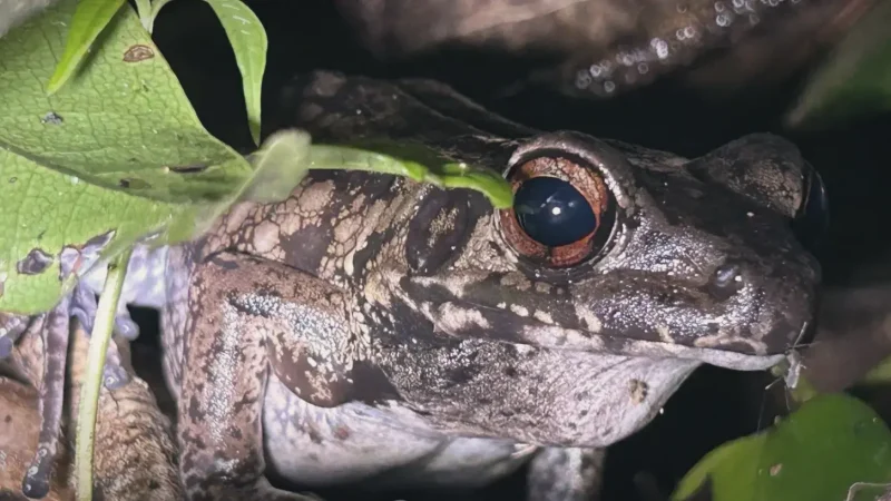 Mulu National Park Night Walk(6)