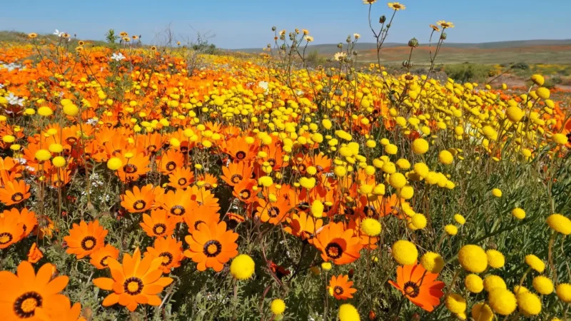 Namaqua_National_Park_тАУ_Seasonal_wildflower_displays_01