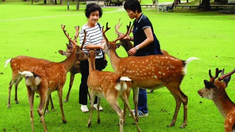 Nara Deer Park(4)