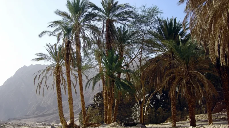 Natural Springs – Isolated water sources(5)