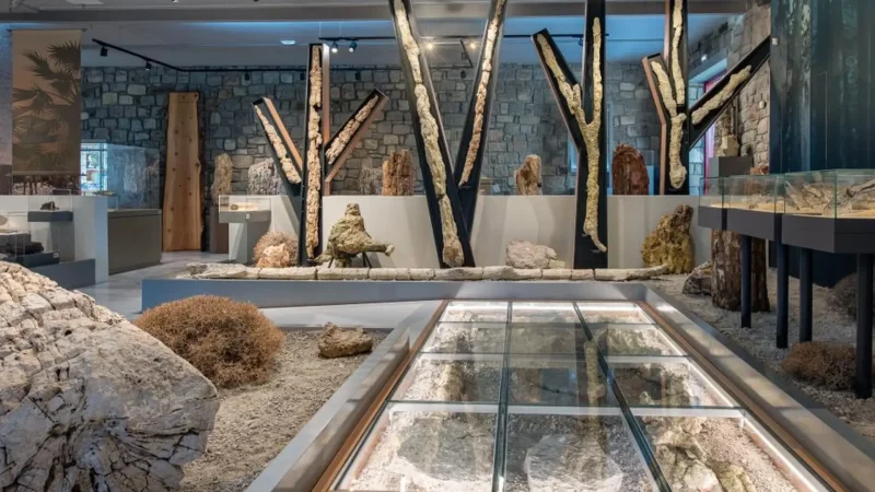 Natural_History_Museum_of_the_Lesvos_Petrified_Forest_04