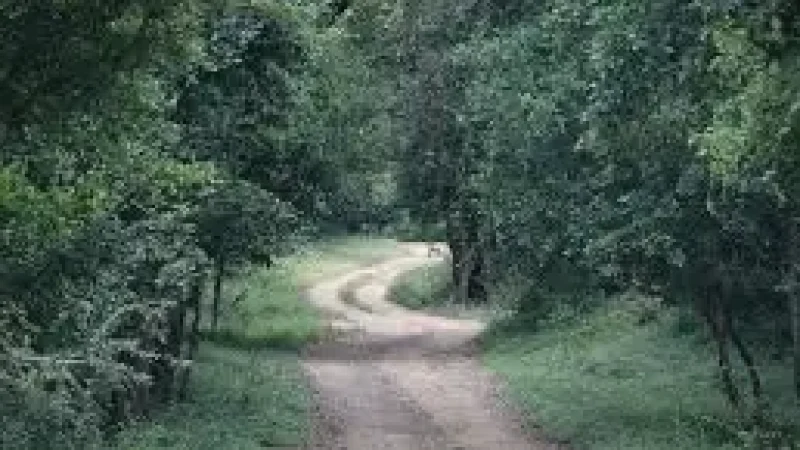 Nature Walk Path – A calm greenery route(3)