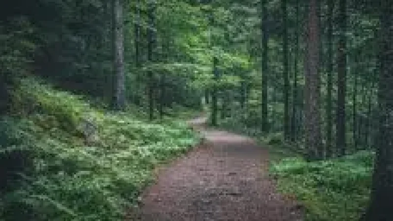 Nature Walk Path – A calm greenery(4)