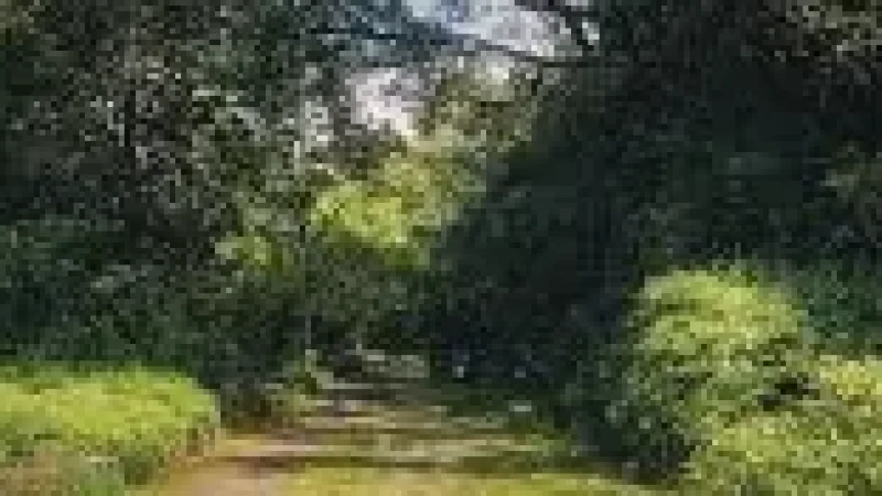 Nature Walk Path – Surrounded by coastal greenery(4)