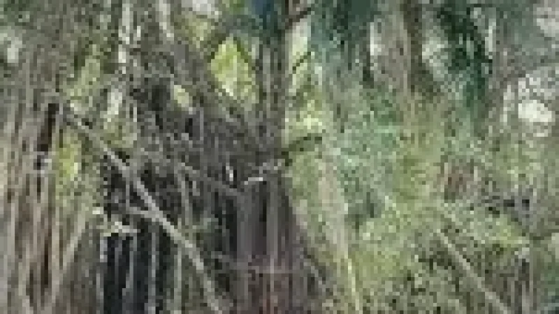 Nature Walk Path – Surrounded by coastal(1)