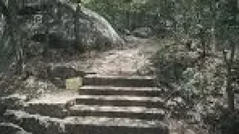 Nature Walk Path – Surrounded by greenery and(1)
