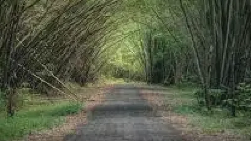 Nature Walk Path – Surrounded by greenery(1)