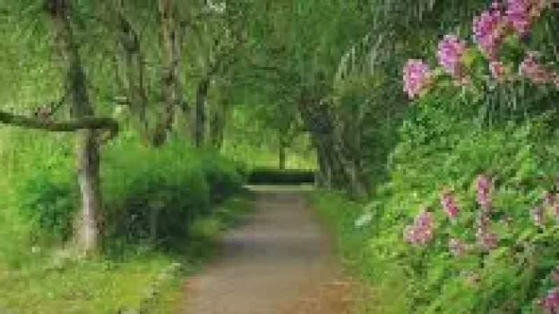 Nature Walk Path – Surrounded by trees and(5)