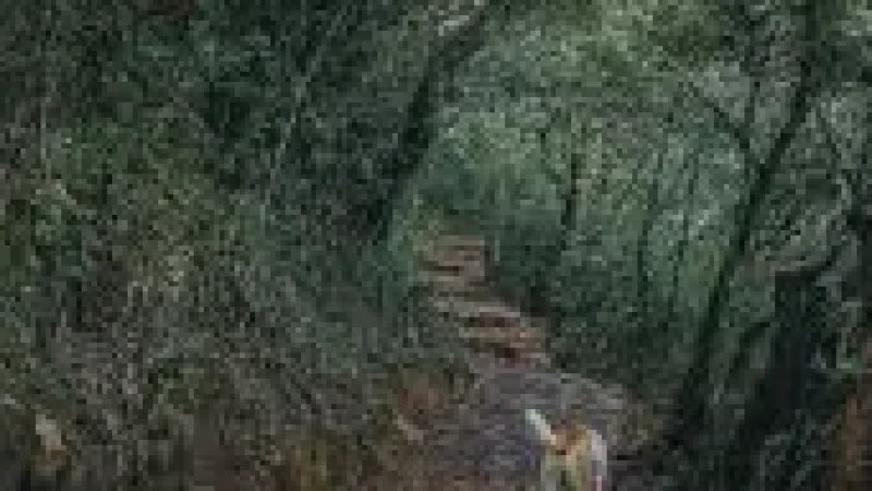 Nature Walk Path(1)