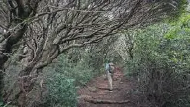 Nature Walk Path(3)