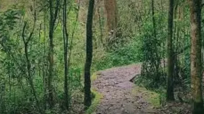 Nature Walk Path(4)