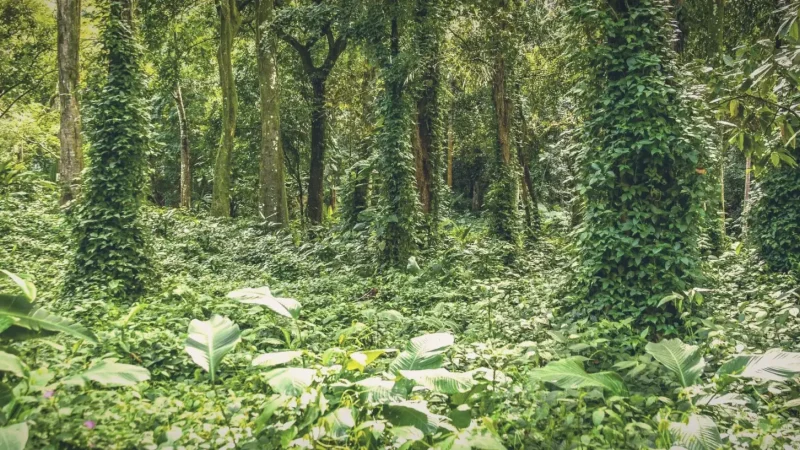 Nearby Forest Areas – Green surroundings(4)