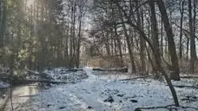 Nearby Forest Paths – Short nature walks(3)